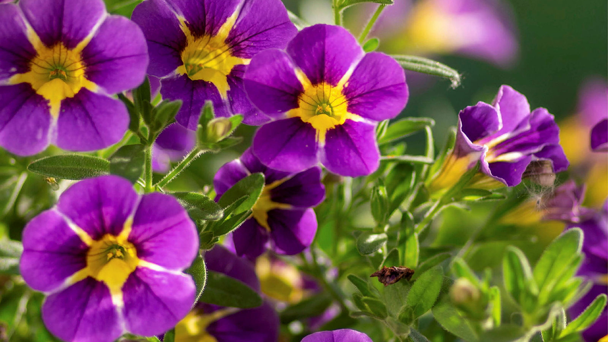 Hageland Dømmesmoen bilde