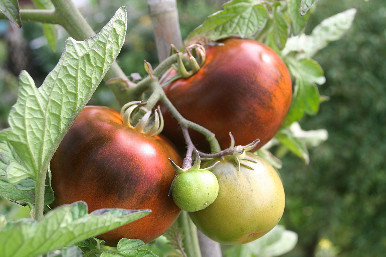 Hageland Dømmesmoen bilde